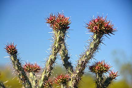 Buckhorn Cholla, McDowell Mountain Regional Park, March 20, 2015